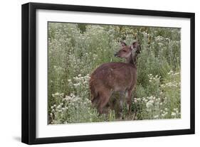 CQ2R6322Bush Buck-Bob Langrish-Framed Giclee Print