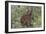 CQ2R6322Bush Buck-Bob Langrish-Framed Giclee Print