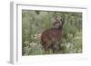 CQ2R6322Bush Buck-Bob Langrish-Framed Giclee Print