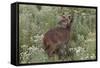 CQ2R6322Bush Buck-Bob Langrish-Framed Stretched Canvas