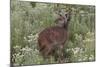 CQ2R6322Bush Buck-Bob Langrish-Mounted Giclee Print