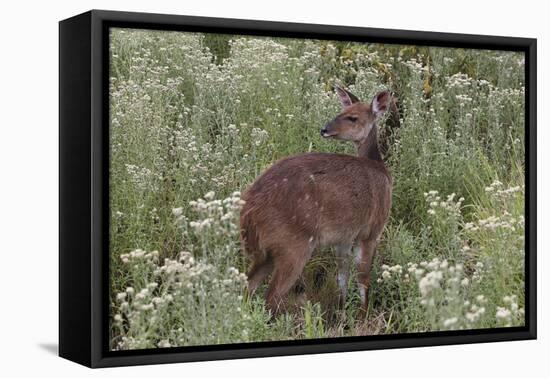 CQ2R6322Bush Buck-Bob Langrish-Framed Stretched Canvas