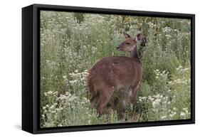 CQ2R6322Bush Buck-Bob Langrish-Framed Stretched Canvas