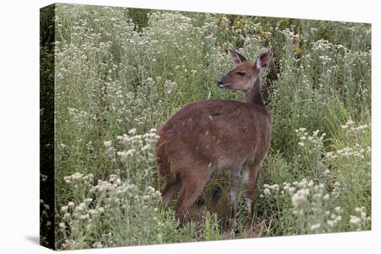 CQ2R6322Bush Buck-Bob Langrish-Stretched Canvas