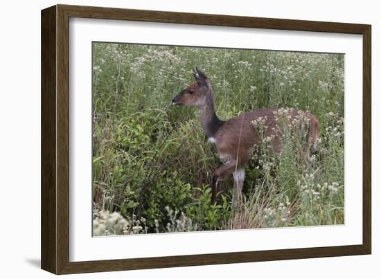 CQ2R6328Bush Buck-Bob Langrish-Framed Giclee Print