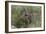 CQ2R6328Bush Buck-Bob Langrish-Framed Giclee Print