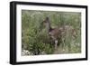 CQ2R6328Bush Buck-Bob Langrish-Framed Giclee Print