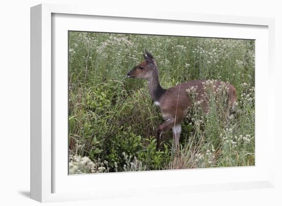 CQ2R6328Bush Buck-Bob Langrish-Framed Giclee Print