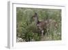 CQ2R6328Bush Buck-Bob Langrish-Framed Giclee Print