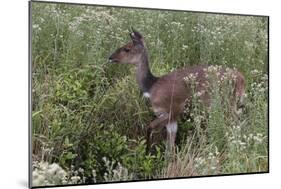 CQ2R6328Bush Buck-Bob Langrish-Mounted Giclee Print