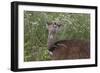 CQ2R6333Bush Buck-Bob Langrish-Framed Giclee Print