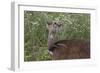 CQ2R6333Bush Buck-Bob Langrish-Framed Giclee Print