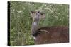 CQ2R6333Bush Buck-Bob Langrish-Stretched Canvas