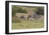 CQ2R6377Zebra - Burchells-Bob Langrish-Framed Giclee Print