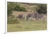 CQ2R6377Zebra - Burchells-Bob Langrish-Framed Giclee Print