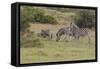 CQ2R6377Zebra - Burchells-Bob Langrish-Framed Stretched Canvas