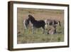 CQ2R6804Zebra - Burchells-Bob Langrish-Framed Giclee Print