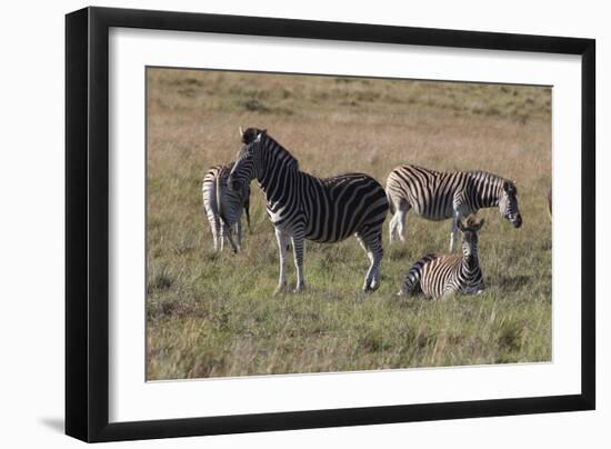 CQ2R6804Zebra - Burchells-Bob Langrish-Framed Giclee Print