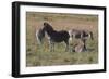 CQ2R6804Zebra - Burchells-Bob Langrish-Framed Giclee Print