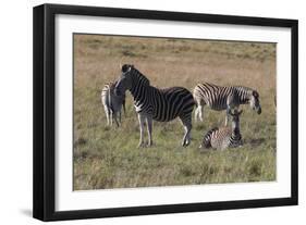 CQ2R6804Zebra - Burchells-Bob Langrish-Framed Giclee Print