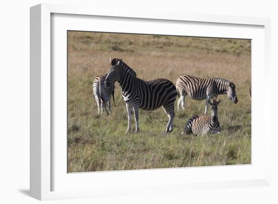 CQ2R6804Zebra - Burchells-Bob Langrish-Framed Giclee Print