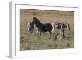 CQ2R6804Zebra - Burchells-Bob Langrish-Framed Giclee Print