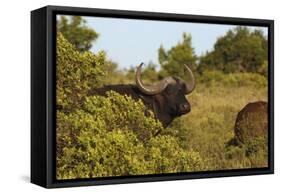 CQ2R6880Cape Buffalo-Bob Langrish-Framed Stretched Canvas