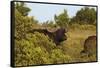 CQ2R6880Cape Buffalo-Bob Langrish-Framed Stretched Canvas