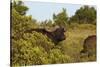 CQ2R6880Cape Buffalo-Bob Langrish-Stretched Canvas