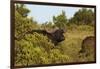 CQ2R6880Cape Buffalo-Bob Langrish-Framed Giclee Print