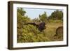 CQ2R6880Cape Buffalo-Bob Langrish-Framed Giclee Print