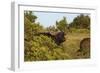 CQ2R6880Cape Buffalo-Bob Langrish-Framed Giclee Print