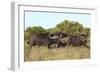 CQ2R6887Cape Buffalo-Bob Langrish-Framed Giclee Print