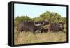 CQ2R6887Cape Buffalo-Bob Langrish-Framed Stretched Canvas