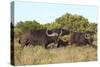 CQ2R6887Cape Buffalo-Bob Langrish-Stretched Canvas