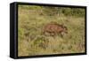 CQ2R6900Cape Buffalo-Bob Langrish-Framed Stretched Canvas