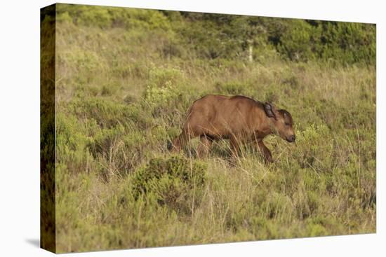 CQ2R6900Cape Buffalo-Bob Langrish-Stretched Canvas