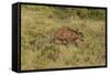 CQ2R6900Cape Buffalo-Bob Langrish-Framed Stretched Canvas