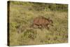 CQ2R6900Cape Buffalo-Bob Langrish-Stretched Canvas