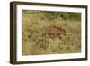 CQ2R6900Cape Buffalo-Bob Langrish-Framed Giclee Print