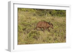 CQ2R6900Cape Buffalo-Bob Langrish-Framed Giclee Print