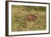 CQ2R6900Cape Buffalo-Bob Langrish-Framed Giclee Print