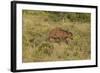 CQ2R6900Cape Buffalo-Bob Langrish-Framed Giclee Print