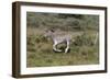 CQ2R7005Zebra - Burchells-Bob Langrish-Framed Giclee Print