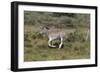 CQ2R7005Zebra - Burchells-Bob Langrish-Framed Giclee Print