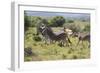 CQ2R7017Zebra - Burchells-Bob Langrish-Framed Giclee Print