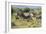 CQ2R7017Zebra - Burchells-Bob Langrish-Framed Giclee Print