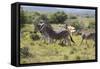 CQ2R7017Zebra - Burchells-Bob Langrish-Framed Stretched Canvas