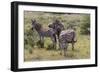 CQ2R7067Zebra - Burchells-Bob Langrish-Framed Giclee Print