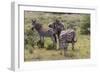 CQ2R7067Zebra - Burchells-Bob Langrish-Framed Giclee Print